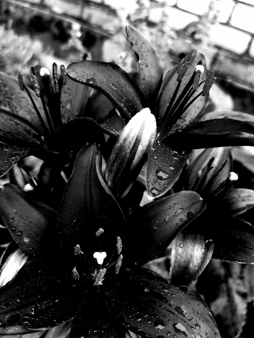 Dark floral arrangement
