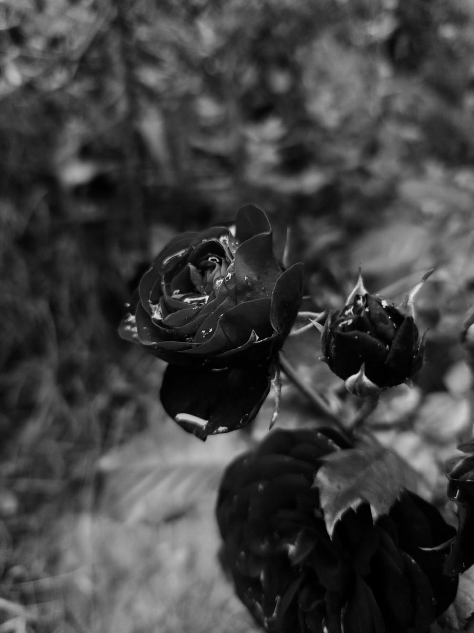 Dark moody bouquet