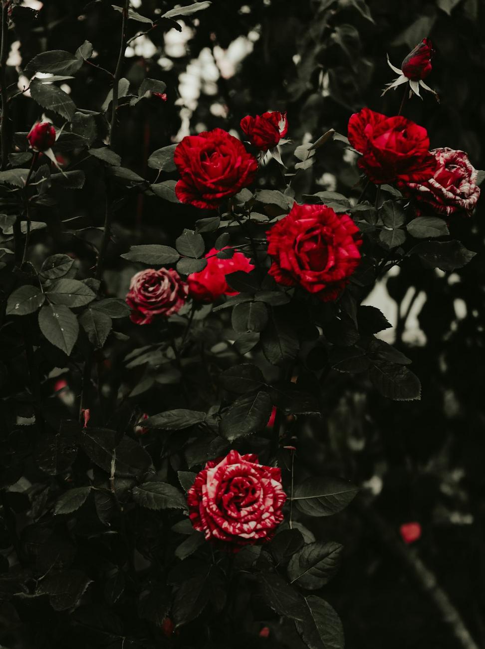 Luxury dark floral arrangement