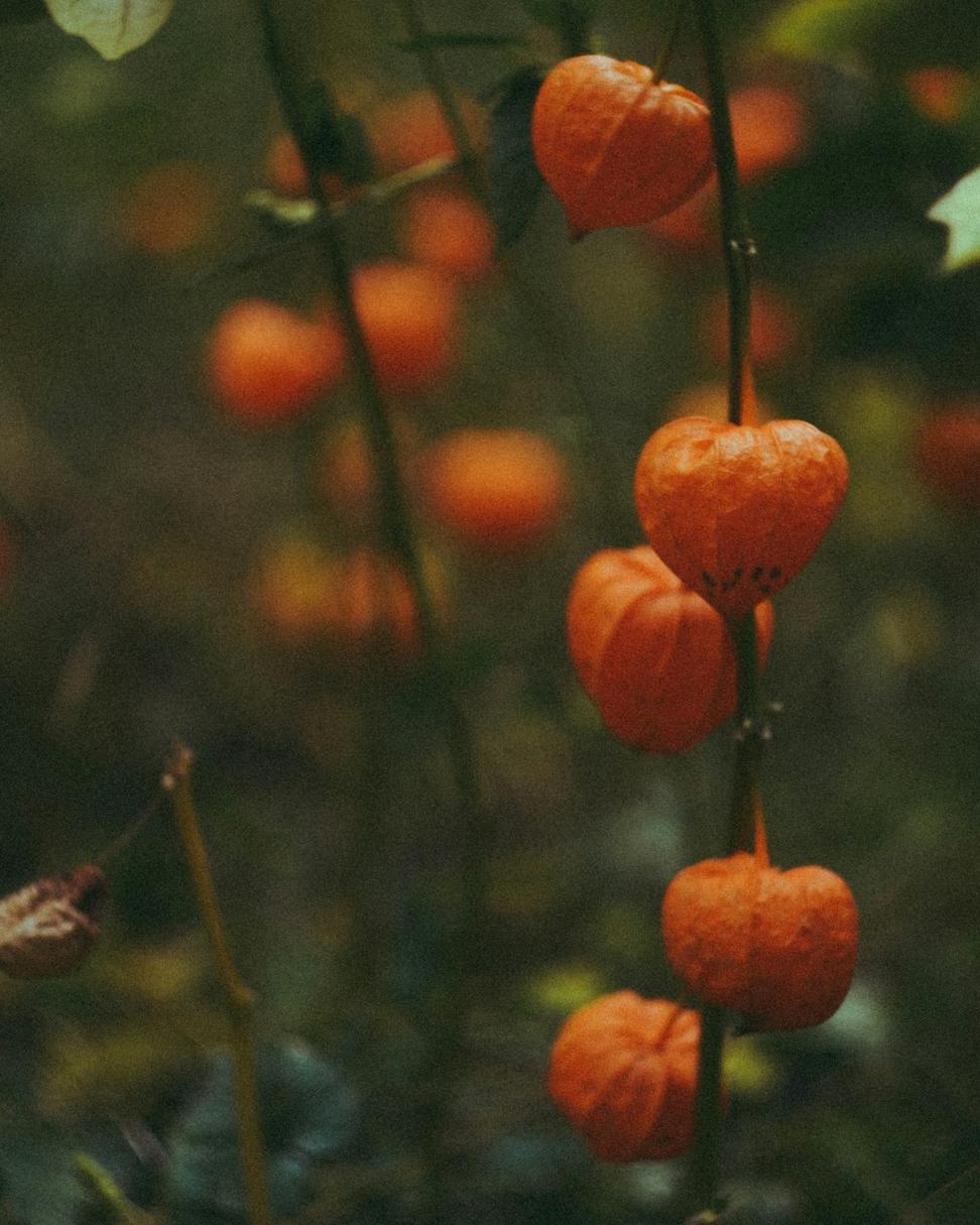 Ember & Ash Collection